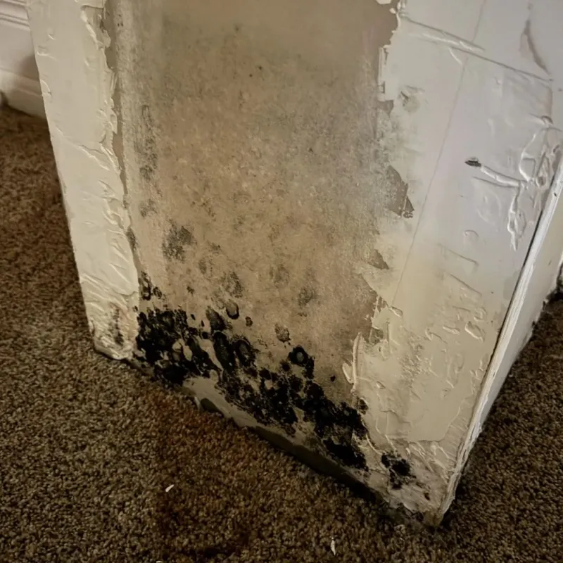 Professional Mold Removal in North English, IA